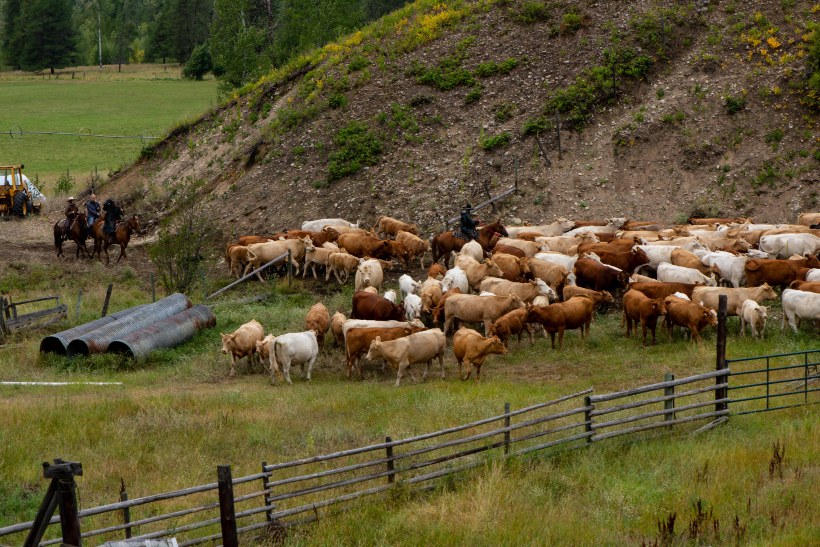 NorthRanch Roundup-16